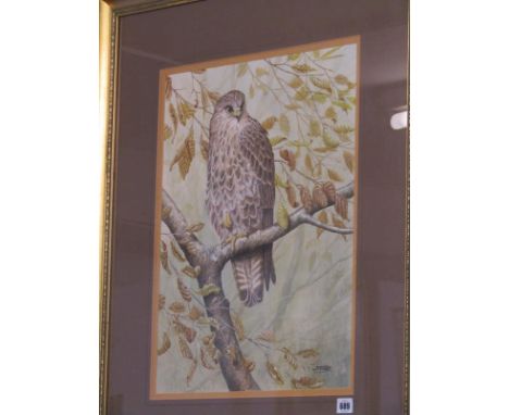 DICK TWINNEY, signed watercolour, dated 1993 "Portrait of Buzzard" 21" x 16" 