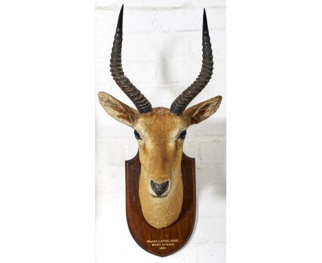TAXIDERMY. GAZELLE, 1912, FULL HEAD WITH&nbsp; HORNS AND GLASS EYES MOUNTED ON OAK SHIELD INSCRIBED MAJOR G R FIELDING WEST A