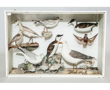 19TH CENTURY TAXIDERMY GROUP OF SEA BIRDS
including gulls, sandpipers, gullimonts and others, set in a light rock scene with 