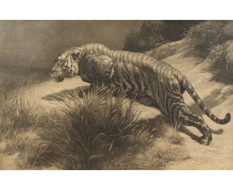 Herbert Dicksee (1862-1942) British,  The Startled Tiger , etching, 18.5  x 28.5 .