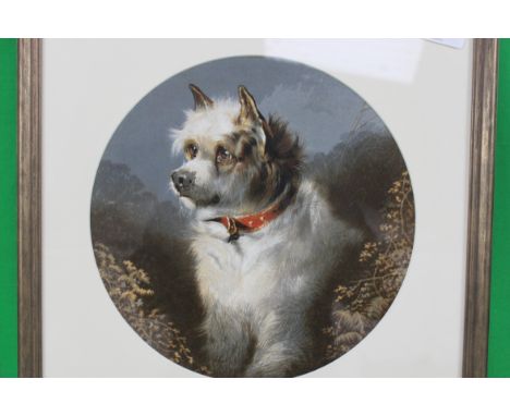A 20th century portrait painting of a white  dog with a red collar. The pictures is unmarked and unsigned, framed and glazed.