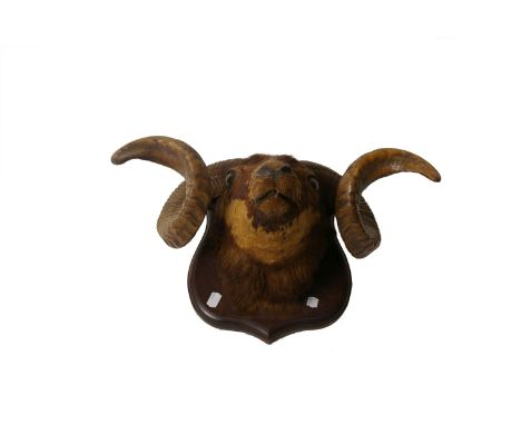 Taxidermy: A rams head, with substantial horns mounted on a mahogany shield plaque