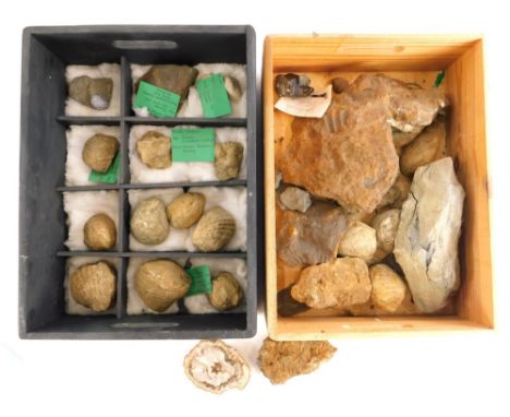 A quantity of fossilized shells, fossilized plants, trees etc.