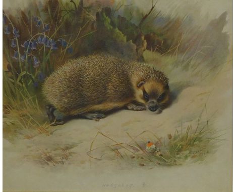 After Thorburn. Hedgehog print, 25cm x 29cm.