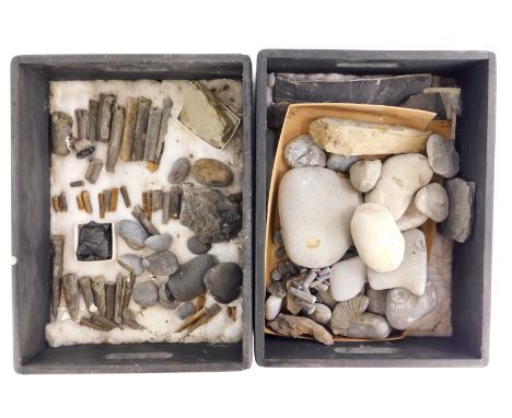 Two boxes containing various fossils, to include shells, ammonites etc.