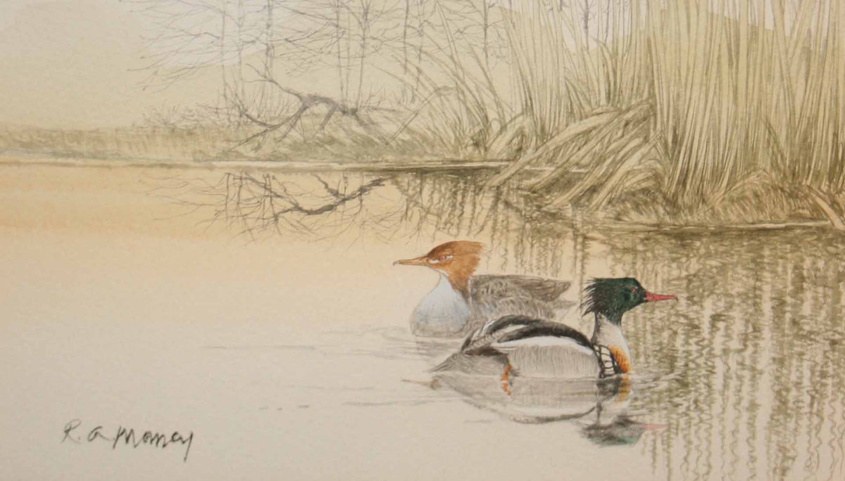 ROBERT A MASSEY, SIGNED, GROUP OF THREE WATERCOLOURS, Bird Studies