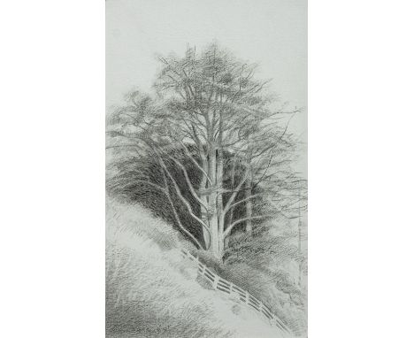 *Annie Ovenden (British, b 1945) -Beech tree, on the road to Exeter -Pencil drawing -28 x 17cm - 50 x 38.5cm framed -Signed a