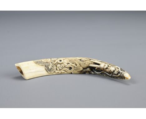 JAPANESE SHOWA OR HEISEI PERIOD IWAMI BOAR TUSK NETSUKE, 20th century, Carved to one side with a scaly dragon emerging from s