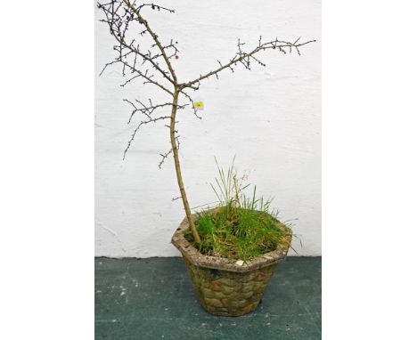 Composite planter with plant 