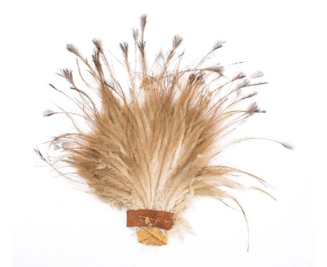 Of Boer War Interest. 'Feathers from  badge of the Queensland Mounted Infantry worn by Lieut Norman Towsley of the Queensland