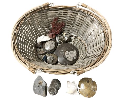 A wicker basket containing fossil specimens, sea shells, etc. 