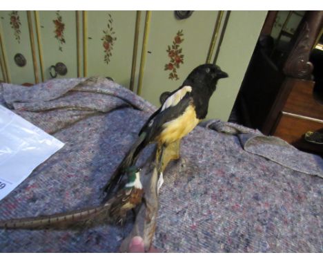  Sale Item:    STUFFED MAGPIE   Vat Status:   No Vat   Buyers Premium:  This lot is subject to a Buyers Premium of 15% + Vat 