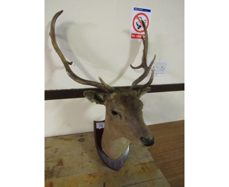  Sale Item:    DEER HEAD (AF)   Vat Status:   No Vat   Buyers Premium:  This lot is subject to a Buyers Premium of 15% + Vat 