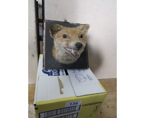  Sale Item:    FOXES HEAD (AF)   Vat Status:   No Vat   Buyers Premium:  This lot is subject to a Buyers Premium of 15% + Vat