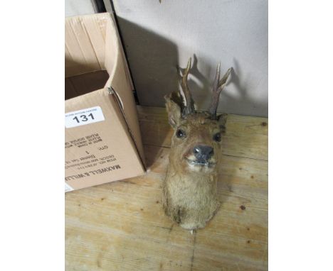  Sale Item:    ROE DEER HEAD (AF)   Vat Status:   No Vat   Buyers Premium:  This lot is subject to a Buyers Premium of 15% + 