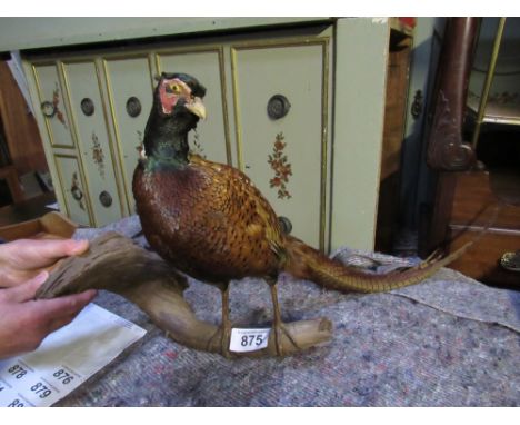  Sale Item:    STUFFED PHEASANT   Vat Status:   No Vat   Buyers Premium:  This lot is subject to a Buyers Premium of 15% + Va