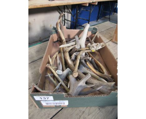  Sale Item:    SELECTION DEER HORNS   Vat Status:   No Vat   Buyers Premium:  This lot is subject to a Buyers Premium of 15% 