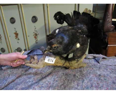  Sale Item:    STUFFED BLACK GROUSE   Vat Status:   No Vat   Buyers Premium:  This lot is subject to a Buyers Premium of 15% 