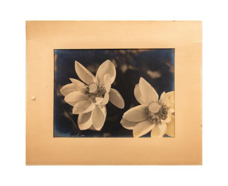 Black and white photograph on fiber-based paper depicting a pair of white lotuses taken with a soft-focused lens. Signed ille