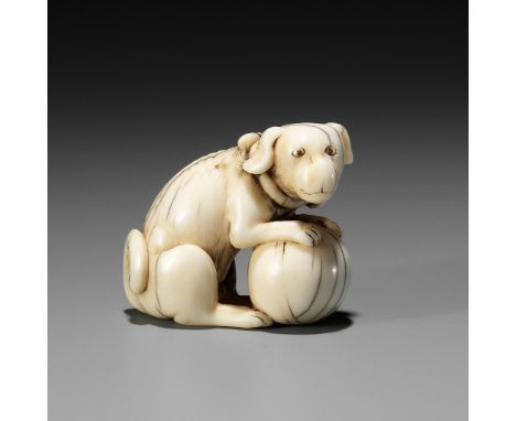 TOMOTADA: AN IVORY NETSUKE OF A DOG WITH BALLSigned Tomotada 友忠Japan, Kyoto, 18th century, Edo period (1615-1868)The dog (inu