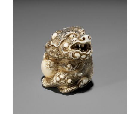 A POWERFUL IVORY NETSUKE OF A SNARLING SHISHI WITH BALL, ATTRIBUTED TO MITSUHARUAttributed to Mitsuharu, unsignedJapan, Kyoto