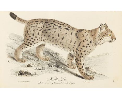 Sven Nilssen    Illuminerade figurer till Skandinaviens Fauna, med Text utgifne. 2 Bände. Lund, C. F. Berlin 1832-1840. Ein K
