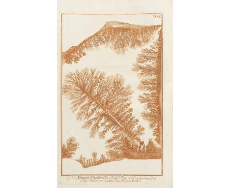 Johann Jacob Scheuchzer   Herbarium Diluvianum collectum. - Herbarium Diluvianum. Edition Novissima. Zürich und Leiden, D. Ge