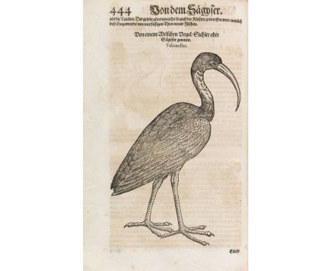 Conrad Gesner    Vogelbuch. (Übers. von R. Heusslin). Frankfurt, J. Saur für R. Cambier Erben 1600. - Fischbuch. (Übers. von 