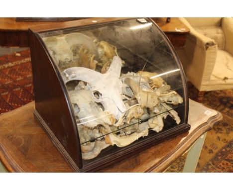 A J. CURTIS AND SONS VINTAGE MAHOGANY GLAZED MIRROR BACK SHOP DISPLAY CASE.