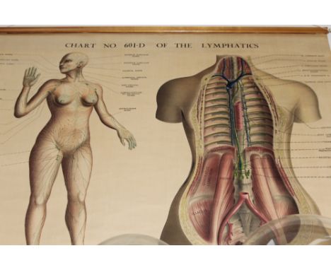 A VINTAGE MEDICAL ANATOMY CHART NO 601-D- THE LYMPHATICS