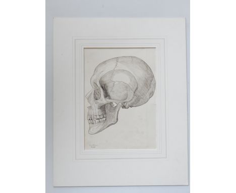 Late 19th / mid 20th century pencil and colour drawings, A. N. Pearson, natural history study of a human skull, signed and da