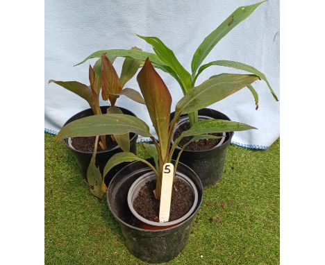 Three Canna Lillies. Not available for in-house P&amp;P 