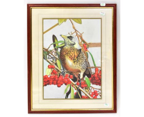 R P ARKWRIGHT; a pencil study of a fieldfare perched upon a branch amongst leaves and berries, signed at lower left, 39 x 28.
