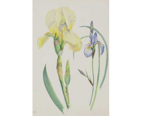 *Joan Warburton (1920-1996) 'Bearded Iris and Iris Sibirica' signed with initials and dated '81 l.l., inscribed on old label 