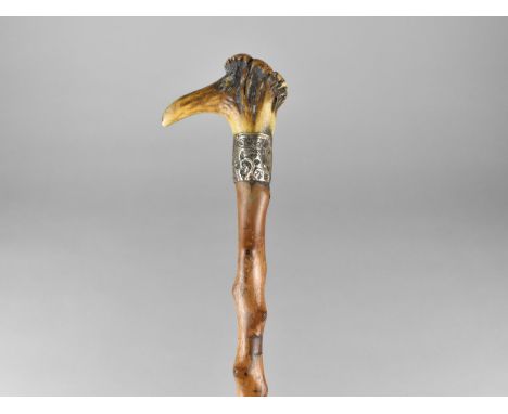 A Late Victorian/Edwardian Walking Stick with Bone Handle and Sheffield Plated Collar with Folate Engraved Decoration