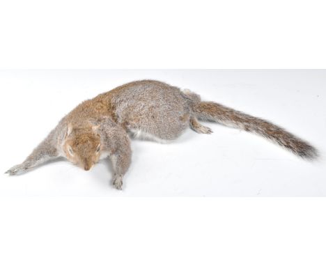 Taxidermy interest - An early 20th century antique vintage wall hanging taxidermy specimen of an English Grey Squirrel in a c
