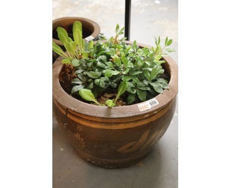 Large ceramic planter with plants. Not available for in-house P&amp;P. 
