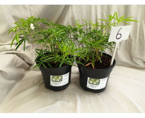 2 x Choisya x dewitteana ?Aztec Pearl?, a compact evergreen shrub with slender, glossy, dark green leaves and clusters of fra