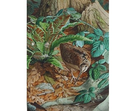 John Wilkinson, study of a Woodcock amongst foliage, watercolour signed, 50cms x 37cms 