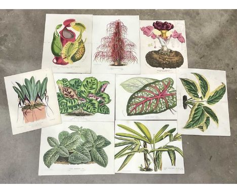 Worthington George Smith (British, 1835-1917), botanical study Masdevallia Nycterina (Dracula Orchid), colour lithograph plat
