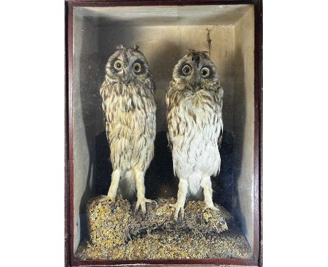 Taxidermy: a pair of late 19th/early 20th century cased owls, possibly short-eared, set on a lichen-covered branch and displa