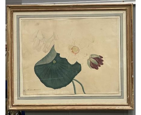 A 19th century botanical study (Nelumbium) leaf, bud and flower, watercolour on card, inscribed l.l. in ink 'Nelumbium Specio
