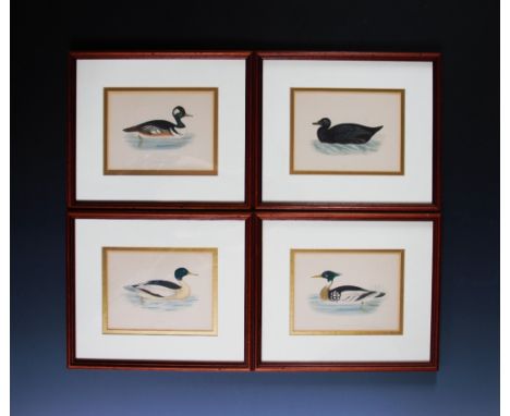 After Rev F Morris (British 19th century), Prints on paper, Four studies of ducks, Unsigned but noted verso, 14cm x 19cm, Fra