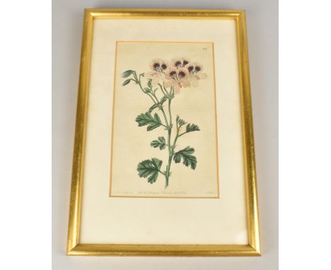 A Framed 19th Century Coloured Engraving, Geraniaceae, Published by J Ridgway Jan 1 1824, Subject 13x20cm