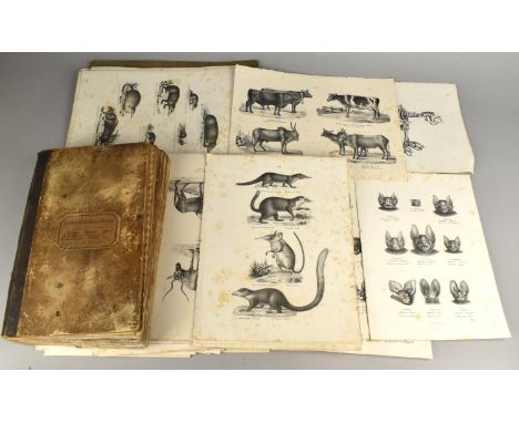 A Quantity of 19th Century Pages of Lithograph Illustrations from Natural History Together with a Ledger etc