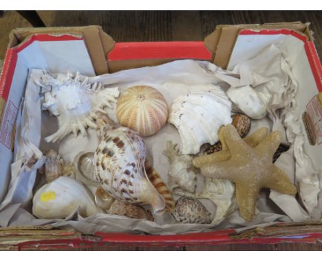 A large collection of sea shells including a trumpet triton (19)