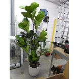 +VAT 6.5' lifelike slim fig tree in pot