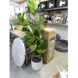 +VAT 6.5' lifelike slim fig tree in pot