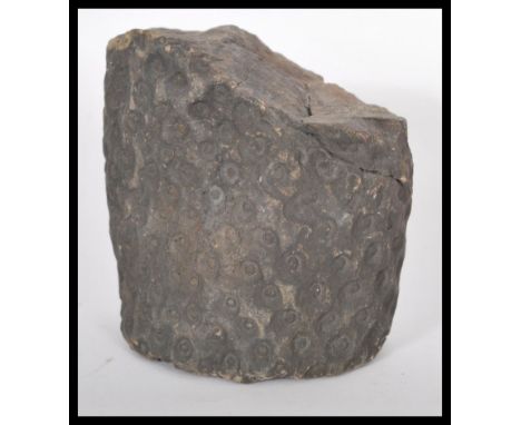 A fossilised example of a tree trunk believed prehistoric Devonian period. Perfect for use as a desk paperweight. Weighs 1.6k