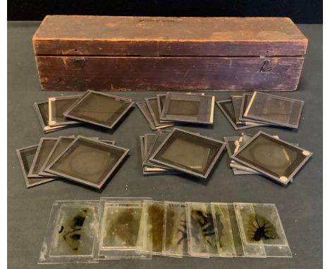 Thirty six Victorian magic lantern slides, Biological and Botanical interest inc Moulds, Wheat Grain, Rice, Potato and other 